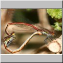 Pyrrhosoma nymphula - Fruehe Adonisjungfer 1.jpg